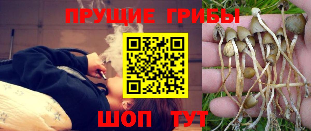 Галлюциногенные грибы Cubensis Волгодонск